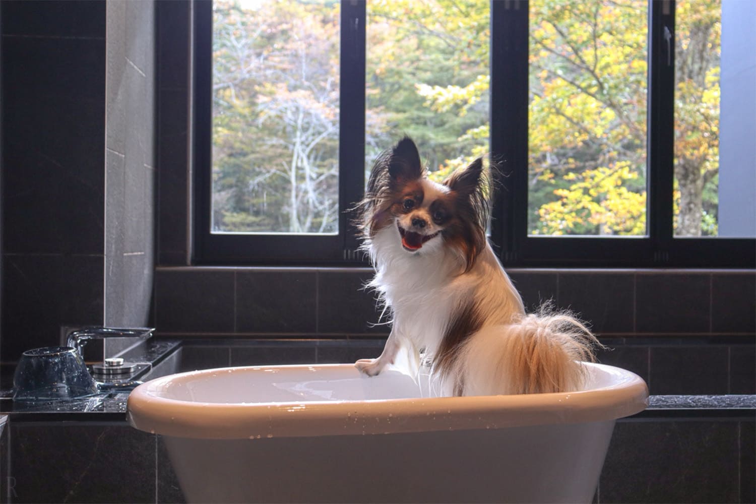 ワンちゃん用バスタブで旅行中もリラックス