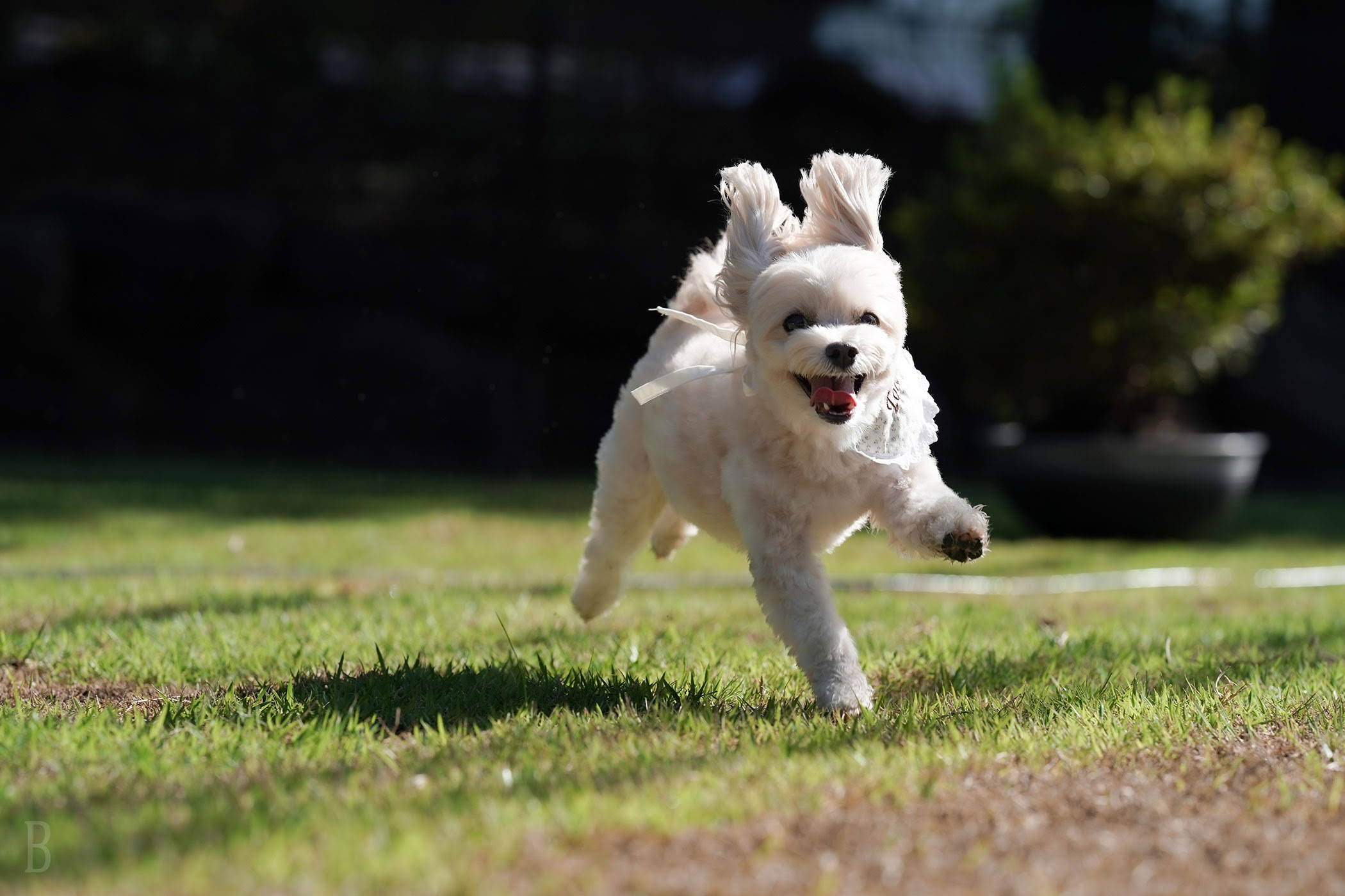 愛犬と過ごす